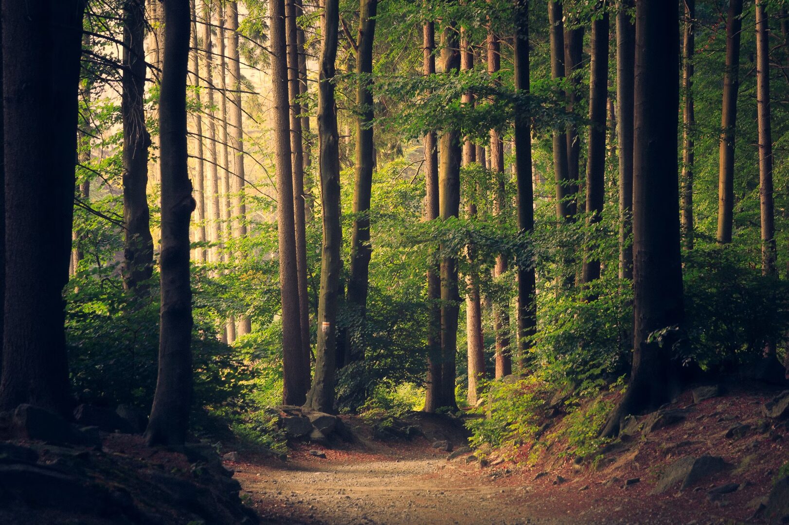 Path through nature with resources ahead